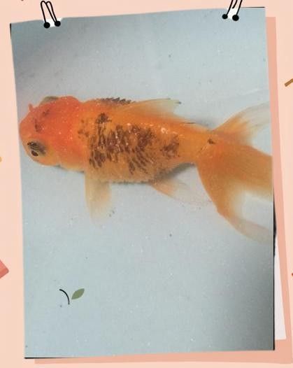 金龍魚尾巴一半紅一半黑是正常現象嗎（金龍魚尾巴一半紅一半黑會自愈嗎金龍魚尾巴邊緣變黑怎么回事）
