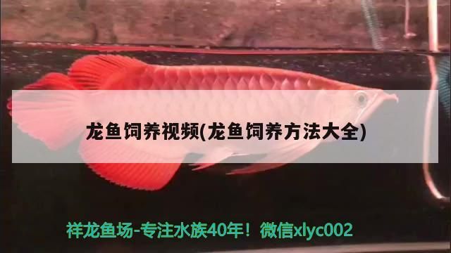觀賞魚 龍魚飼養視頻(龍魚飼養方法大全) 觀賞魚百科 龍魚飼養視頻(龍魚飼養方法大全) 龍魚飼養視頻(龍魚飼養方法大全) 觀賞魚百科