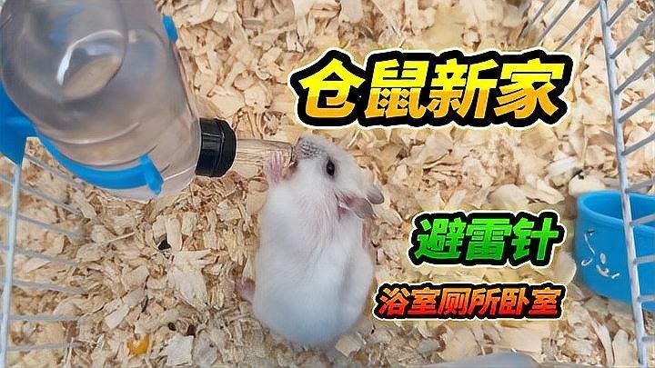 面包蟲如何清洗消毒（如何有效地清洗和消毒面包蟲） 面包蟲如何清洗消毒（如何有效地清洗和消毒面包蟲） 龍魚百科 第1張