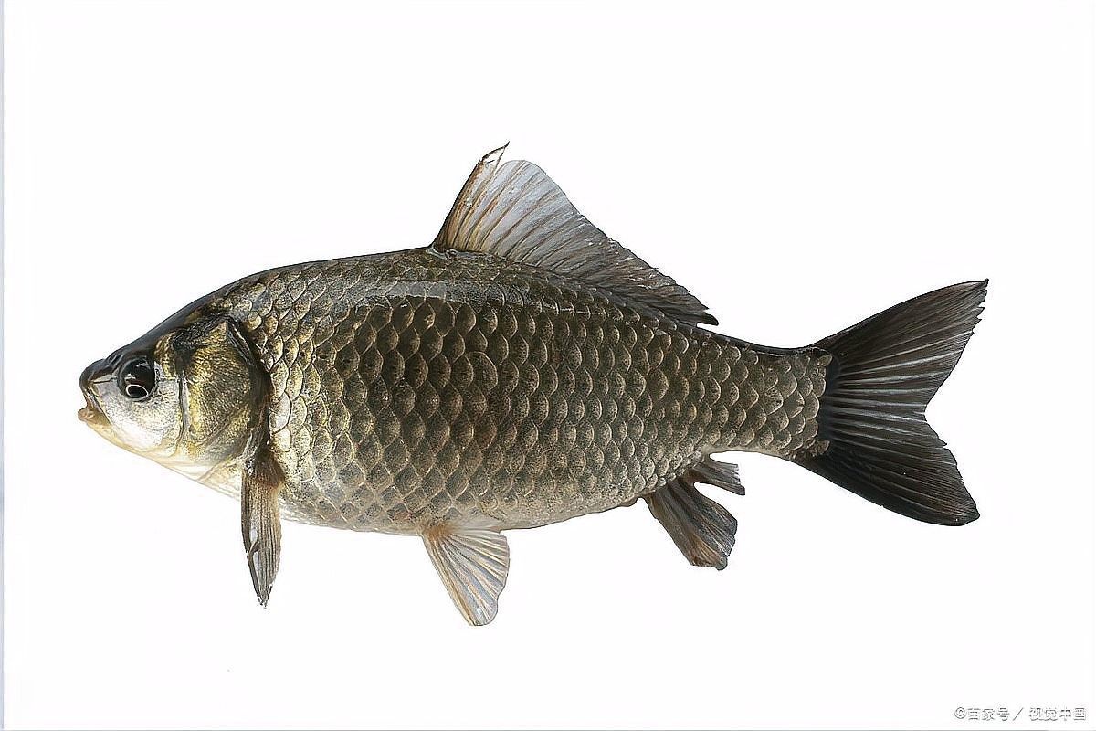 如何給虎紋恐龍魚提供適宜的水溫？