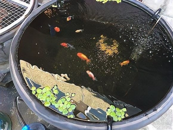 藍金龍魚的最佳飼養密度是多少（養魚老道聽，藍金龍魚需要多大的魚缸？）