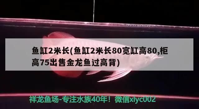魚缸2米長(魚缸2米長80寬缸高80,柜高75出售金龍魚過高背)（魚缸2米長70高的魚缸制作過程） 魚缸2米長(魚缸2米長80寬缸高80,柜高75出售金龍魚過高背)（魚缸2米長70高的魚缸制作過程） 觀賞魚百科