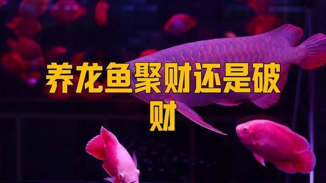 龍魚投資有哪些風險？（百萬冠軍龍魚投資市場的風險分析龍魚投資風險分析）