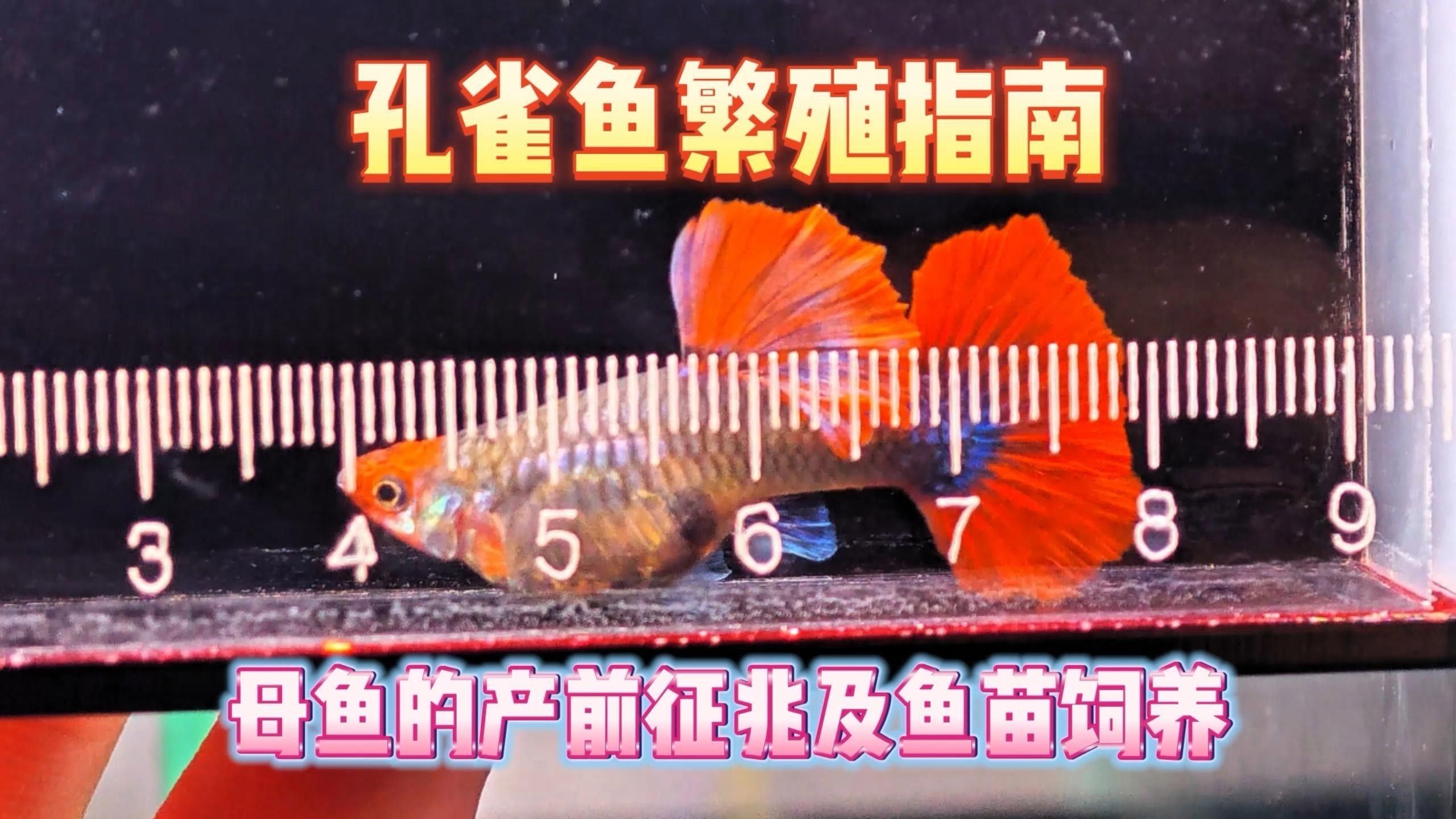 孔雀魚多久繁殖一次？