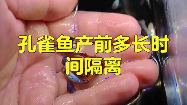 孔雀魚多久繁殖一次？