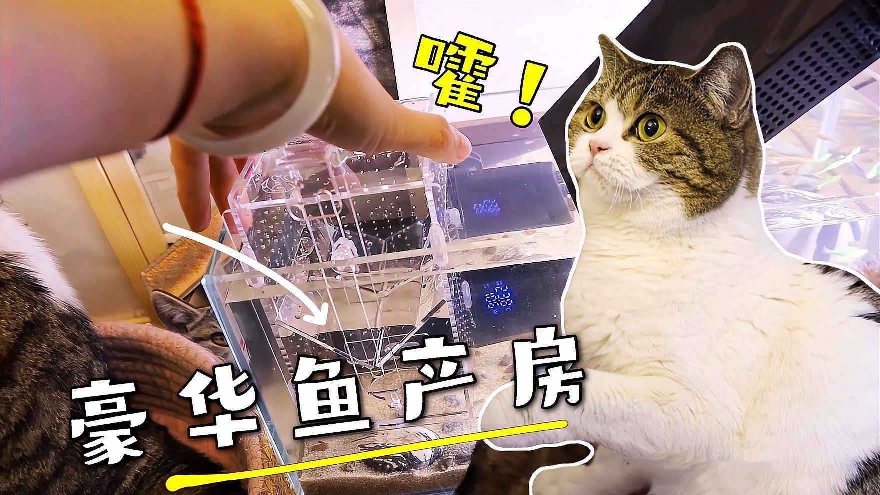 孔雀魚多久繁殖一次？