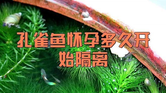 孔雀魚多久繁殖一次？