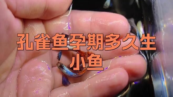 孔雀魚多久繁殖一次？