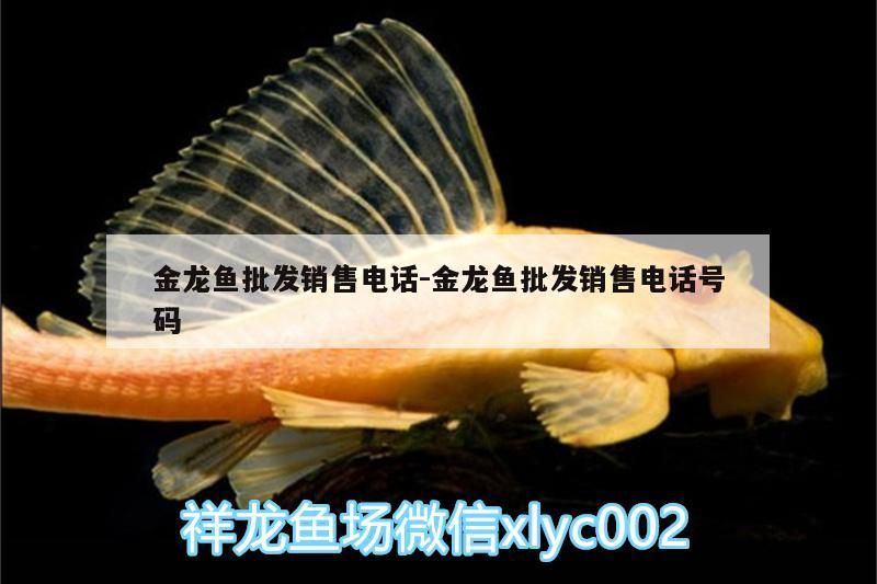 魚缸過濾器選購指南:自制魚缸過濾器魚缸上置過濾器對于養(yǎng)魚愛好者的必備知識 金龍魚批發(fā)銷售電話:金龍魚批發(fā)銷售電話號碼 觀賞魚百科 金龍魚批發(fā)銷售電話:金龍魚批發(fā)銷售電話號碼 金龍魚批發(fā)銷售電話:金龍魚批發(fā)銷售電話號碼 觀賞魚百科