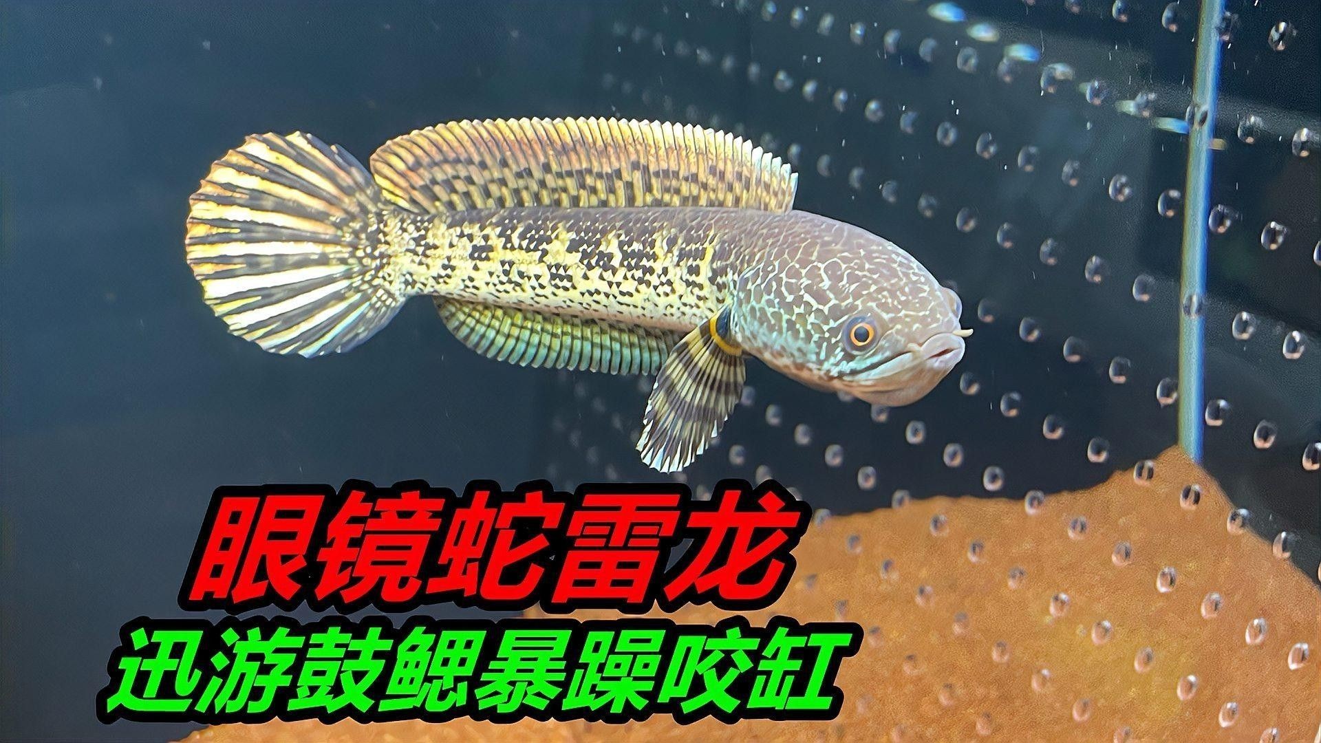 龍魚死后魚缸如何處理？（如何正確處理龍魚死亡的遺體？）