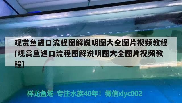 觀賞魚進口流程圖解說明圖大全圖片視頻教程(觀賞魚進口流程圖解說明圖大全圖片視頻教程)（觀賞魚進口流程圖解說明圖大全）