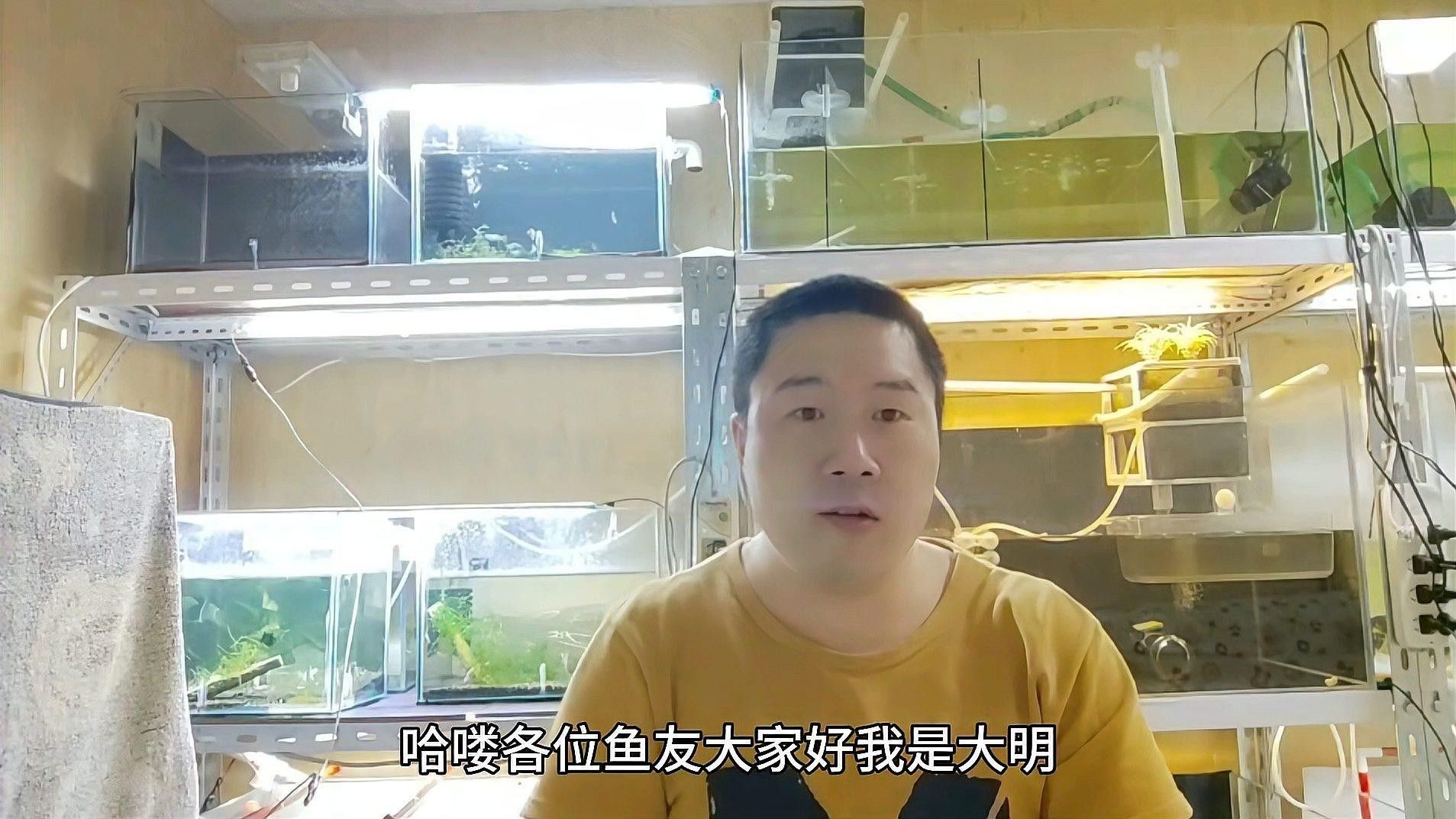 沉木黃水對(duì)魚(yú)有害嗎？（木黃水對(duì)魚(yú)有害，沉木黃水對(duì)魚(yú)有害）