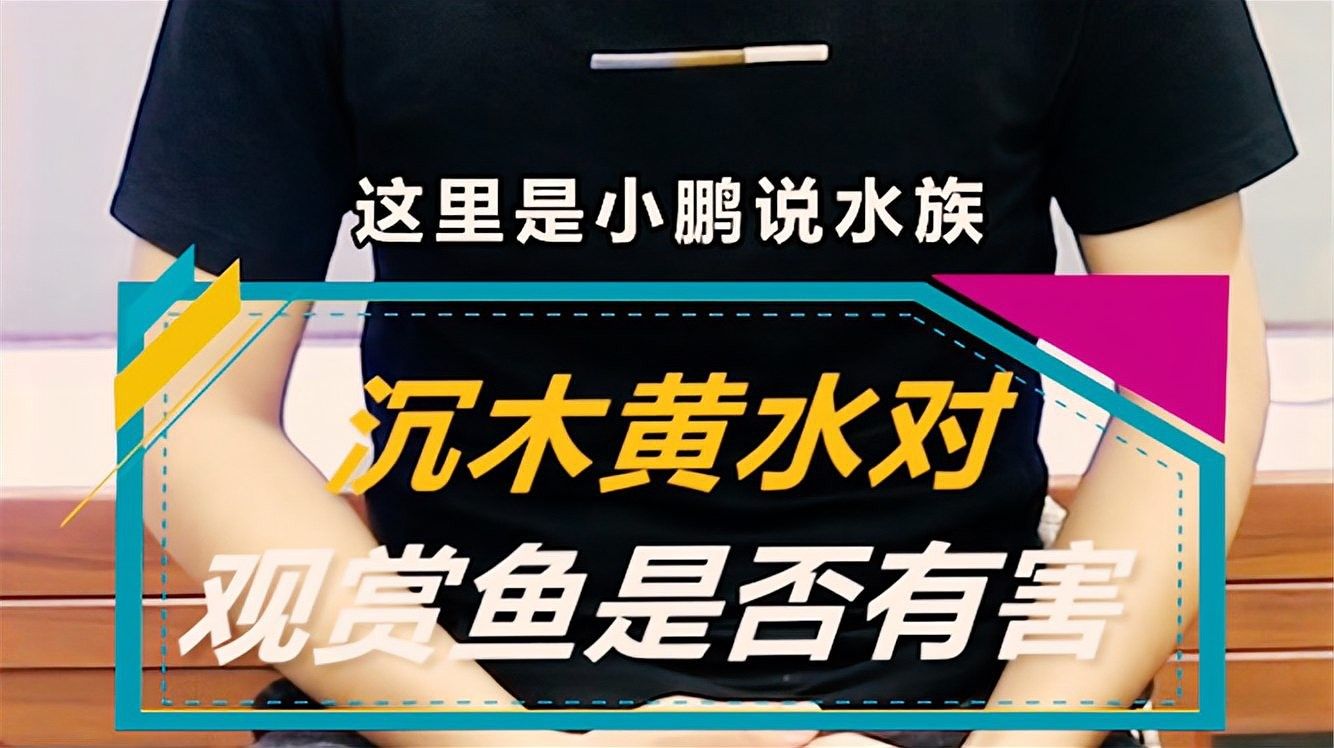 沉木黃水對(duì)魚(yú)有害嗎？（木黃水對(duì)魚(yú)有害，沉木黃水對(duì)魚(yú)有害）