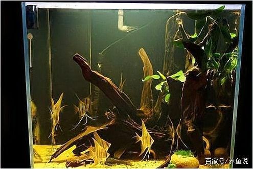 沉木黃水對(duì)魚(yú)有害嗎？（木黃水對(duì)魚(yú)有害，沉木黃水對(duì)魚(yú)有害）