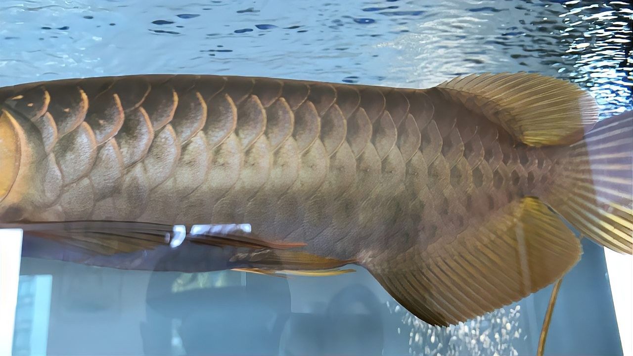 紅龍魚發色后如何護理