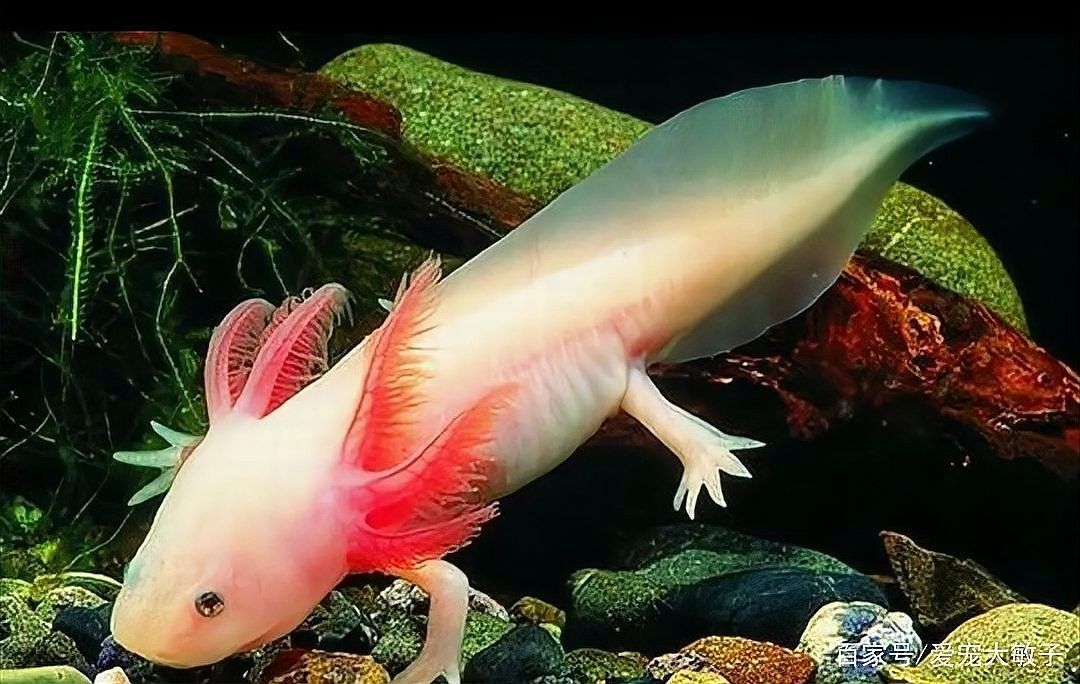 六角龍魚可以吃哪些食物（六角龍魚可以吃的一些食物）