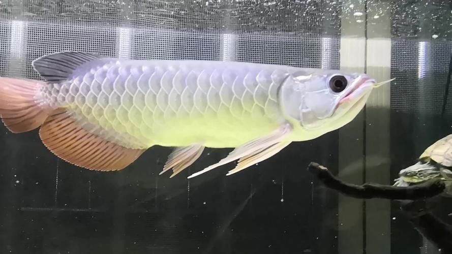 金龍魚吃多少合適？（金龍魚多久喂一次合適，金龍魚喂食時(shí)間有講究嗎）