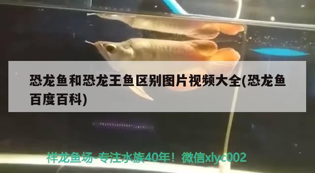 恐龍魚和恐龍王魚區別圖片視頻大全(恐龍魚百度百科)