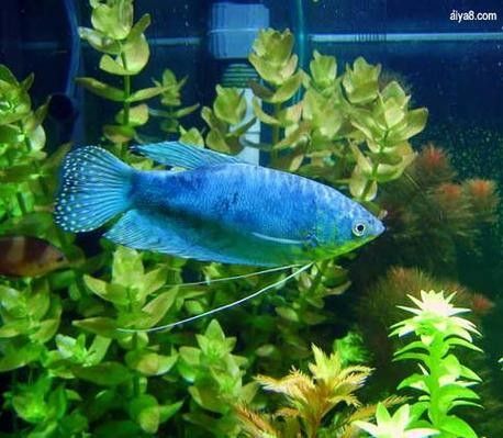 給我一些藍龍魚的藝術(shù)攝影作品