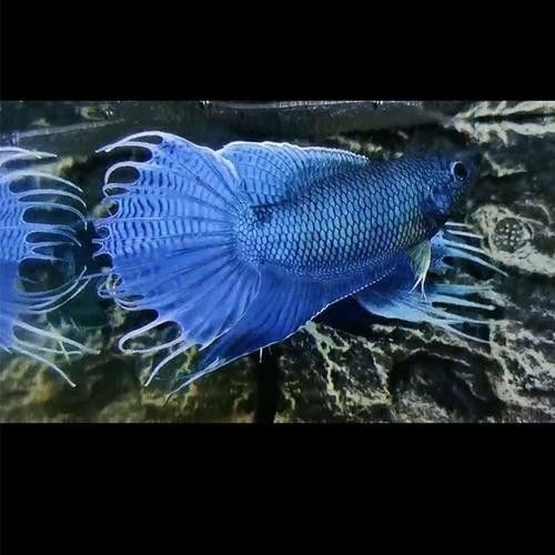 給我一些藍龍魚的藝術(shù)攝影作品