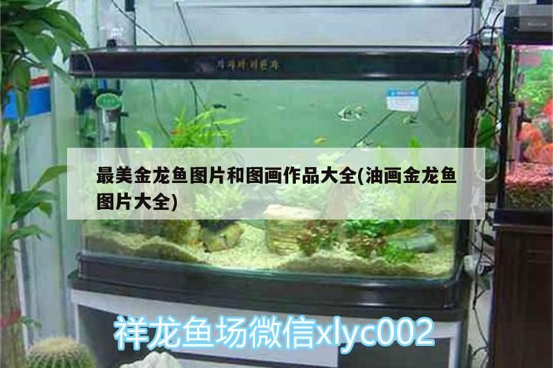 最美金龍魚圖片和圖畫作品大全(油畫金龍魚圖片大全)