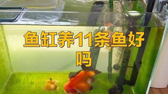 混養魚的最佳數量是多少（養魚的最佳數量取決于多種因素） 混養魚的最佳數量是多少（養魚的最佳數量取決于多種因素） 龍魚百科 第2張