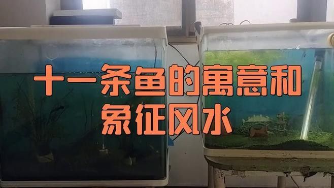 混養魚的最佳數量是多少（養魚的最佳數量取決于多種因素） 混養魚的最佳數量是多少（養魚的最佳數量取決于多種因素） 龍魚百科 第3張