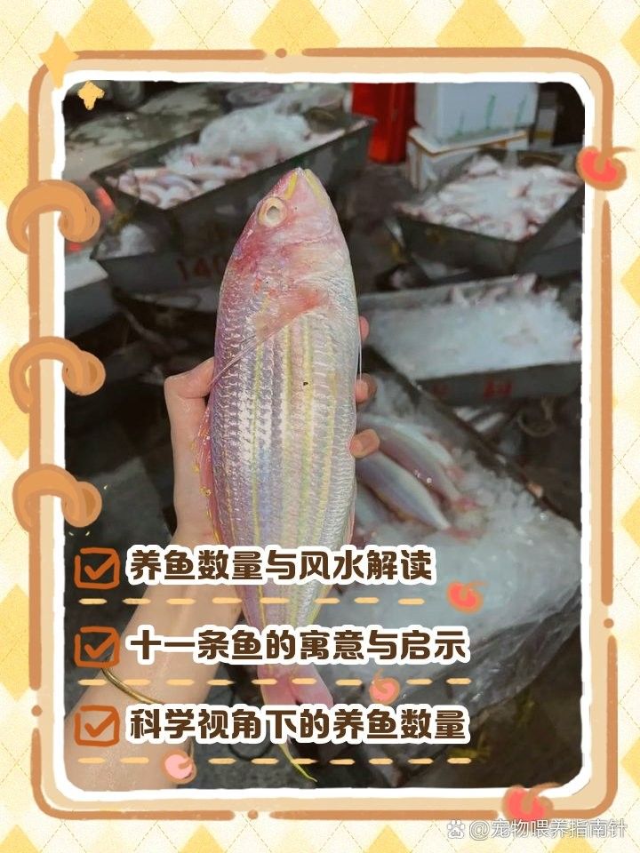 混養魚的最佳數量是多少（養魚的最佳數量取決于多種因素） 混養魚的最佳數量是多少（養魚的最佳數量取決于多種因素） 龍魚百科 第5張