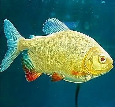 混養魚的最佳數量是多少（養魚的最佳數量取決于多種因素） 混養魚的最佳數量是多少（養魚的最佳數量取決于多種因素） 龍魚百科 第9張