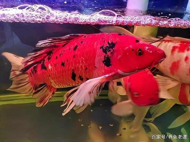 混養魚的最佳數量是多少（養魚的最佳數量取決于多種因素） 混養魚的最佳數量是多少（養魚的最佳數量取決于多種因素） 龍魚百科 第17張