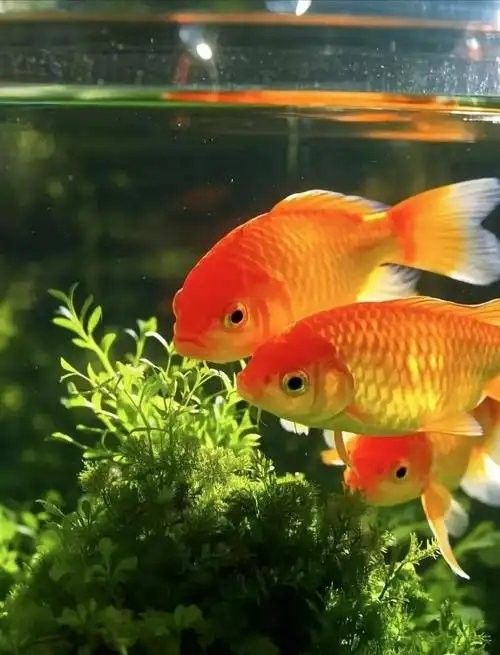 混養魚的最佳數量是多少（養魚的最佳數量取決于多種因素） 混養魚的最佳數量是多少（養魚的最佳數量取決于多種因素） 龍魚百科 第16張