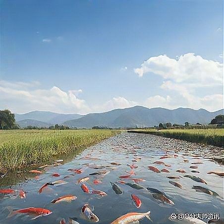 混養魚的最佳數量是多少（養魚的最佳數量取決于多種因素） 混養魚的最佳數量是多少（養魚的最佳數量取決于多種因素） 龍魚百科 第18張