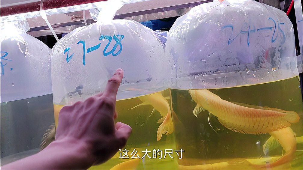 黃化銀龍魚有哪些知名品種？