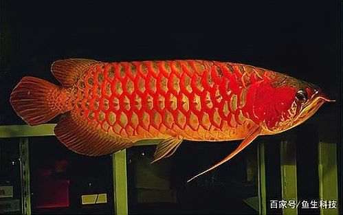 紅龍觀賞魚有哪些品種