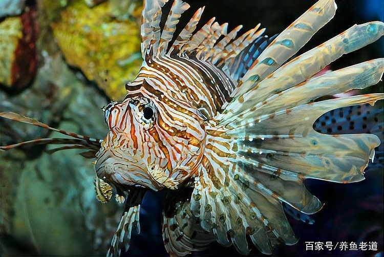 金龍魚咬人事件多嗎（金龍魚咬人事件并不常見但確實存在，但確實存在，根據搜索結果） 金龍魚咬人事件多嗎（金龍魚咬人事件并不常見但確實存在，但確實存在，根據搜索結果） 龍魚百科 第2張