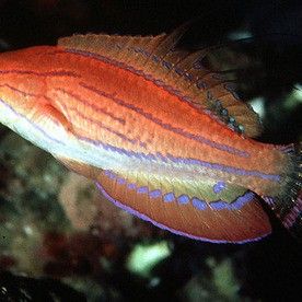 葵龍魚有哪些生活習性？（葵龍魚的生活習性）