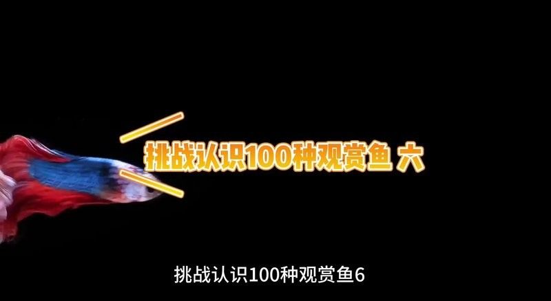 葵龍魚有哪些生活習性？（葵龍魚的生活習性）