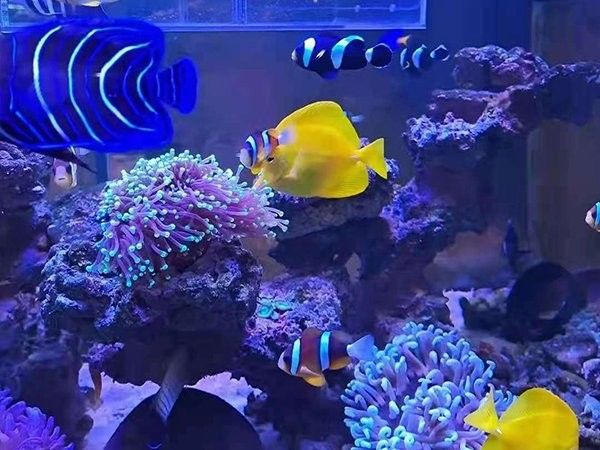 如何聯系金九龍魚缸的客服（如何聯系金九龍魚缸客服？）