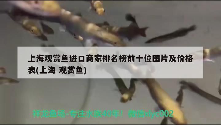上海觀賞魚進口商家排名榜前十位圖片及價格表(上海觀賞魚)