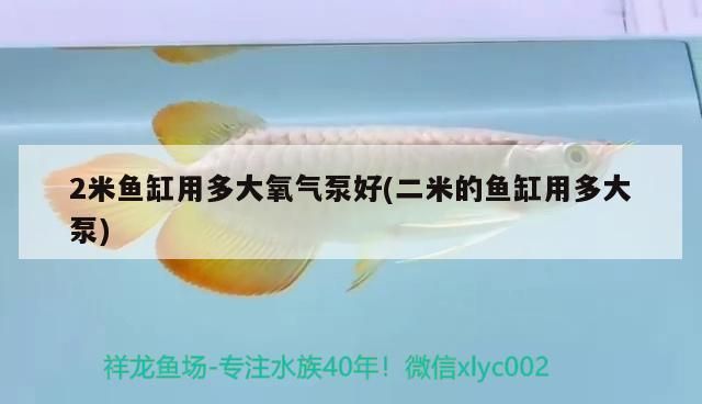 曼龍魚一年能長多少厘米，曼龍魚的生長速度快嗎，曼龍魚一年能長多少厘米