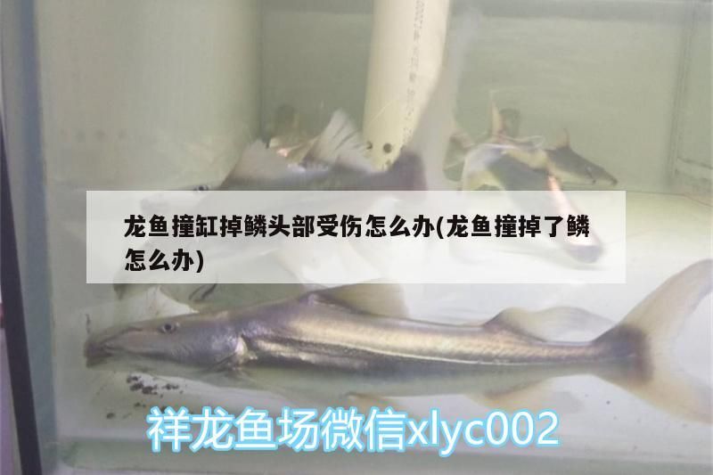 龍魚(yú)撞缸掉鱗頭部受傷怎么辦(龍魚(yú)撞掉了鱗怎么辦)