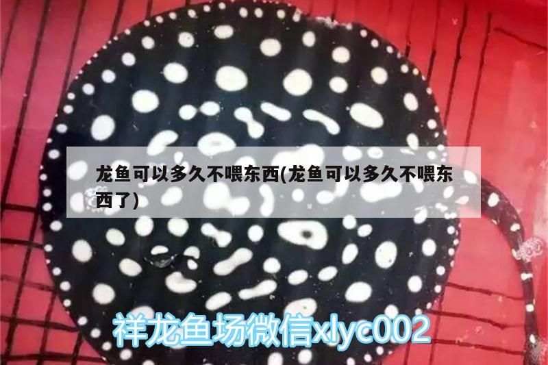 龍魚可以多久不喂東西(龍魚可以多久不喂東西了)