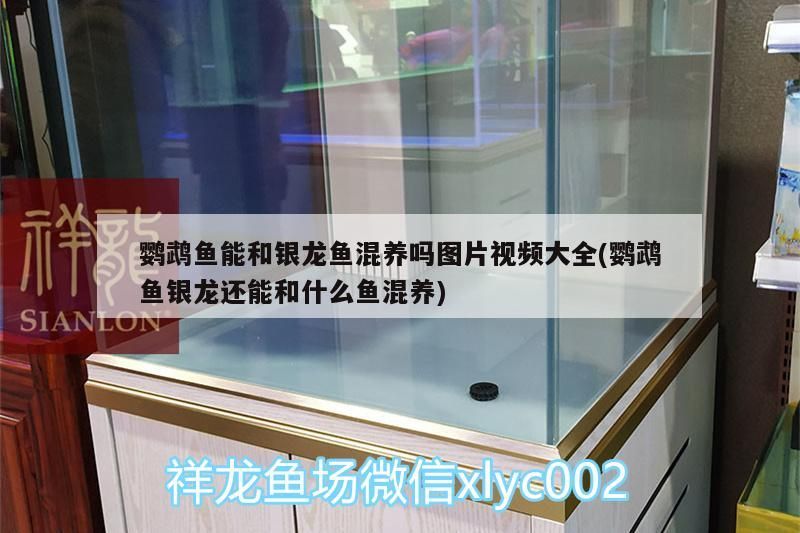 鸚鵡魚能和銀龍魚混養(yǎng)嗎圖片視頻大全(鸚鵡魚銀龍還能和什么魚混養(yǎng))