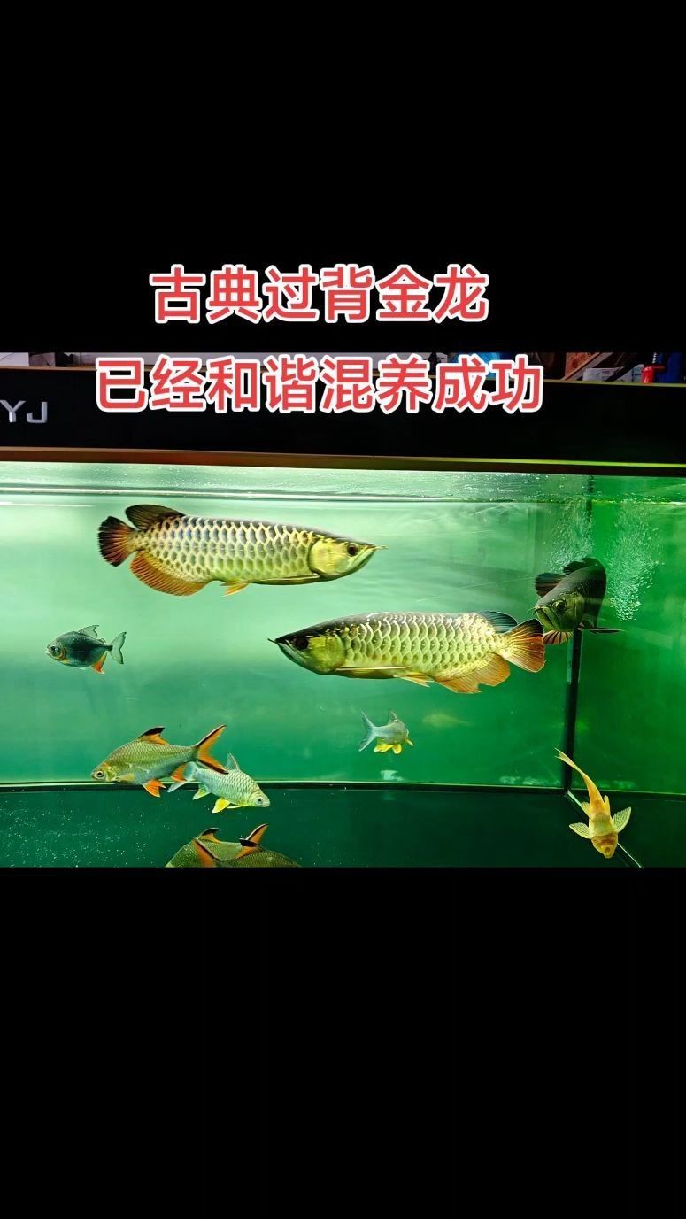 龍魚混養視頻大全（魚混養視頻大全：探索龍魚與其他魚類的和諧共處） 龍魚混養視頻大全（魚混養視頻大全：探索龍魚與其他魚類的和諧共處） 龍魚百科 第2張
