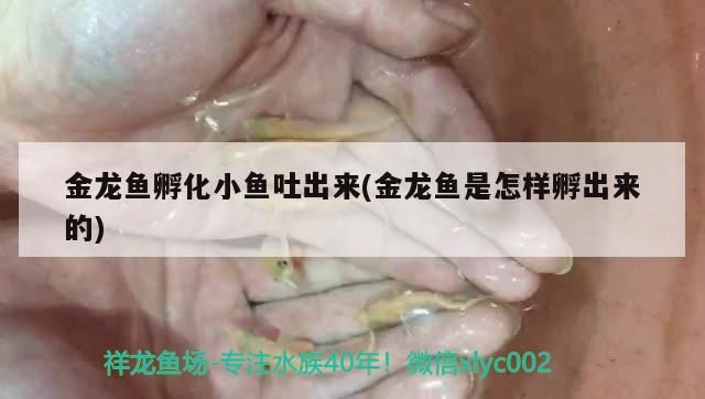 金龍魚孵化小魚吐出來(金龍魚是怎樣孵出來的)