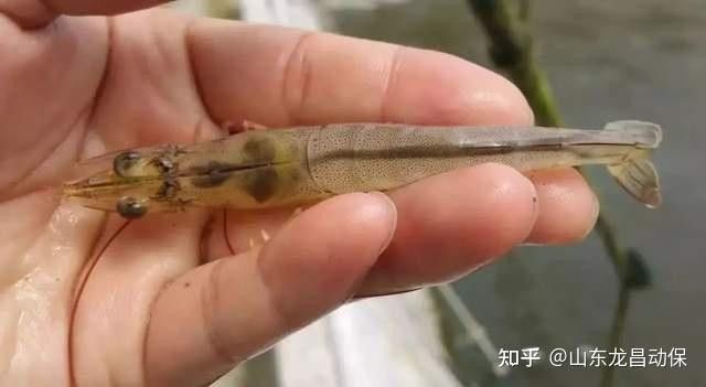 如何維護水質穩定 如何維護水質穩定 龍魚百科 第2張