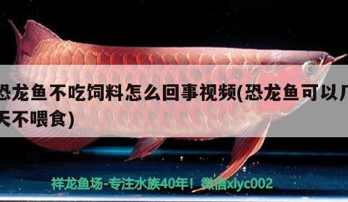 恐龍魚不吃飼料怎么回事視頻(恐龍魚可以幾天不喂食)(恐龍魚不吃飼料怎么回事)