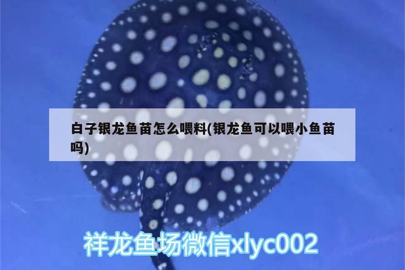 白子銀龍魚苗怎么喂料(銀龍魚可以喂小魚苗嗎) 白子銀龍魚苗怎么喂料(銀龍魚可以喂小魚苗嗎) 觀賞魚百科