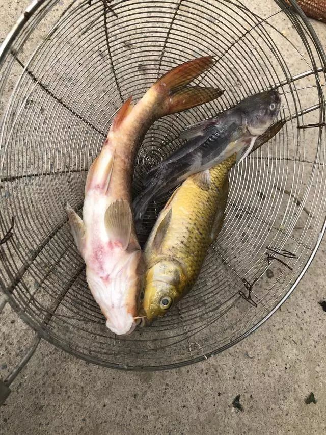 龍魚充血病如何治療（30種龍魚疾病治療方法大全(下篇） 龍魚充血病如何治療（30種龍魚疾病治療方法大全(下篇） 龍魚百科 第5張