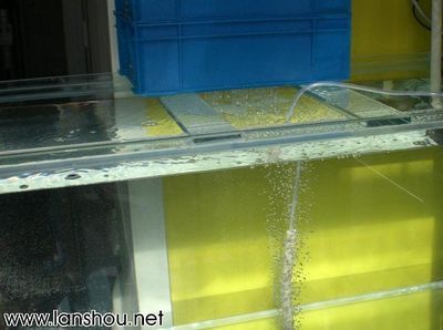 龍魚頭上長疙瘩怎么回事（龍魚頭上長疙瘩怎么回事兒）